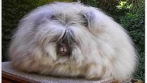 Incredibly Fluffy Angora Rabbits Make Hearts Melt