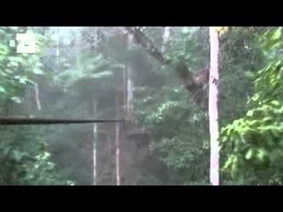 Fly through jungle and sleep in trees to save Laos reserve.