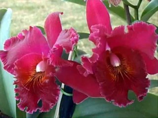 SALMOS CAP 120  - A BIBLIA NA LINGUAGEM DE HOJE