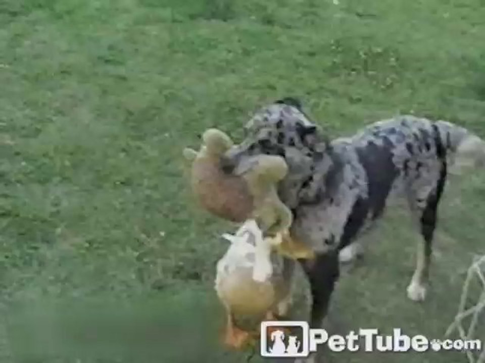 Duck Shadows the Dog