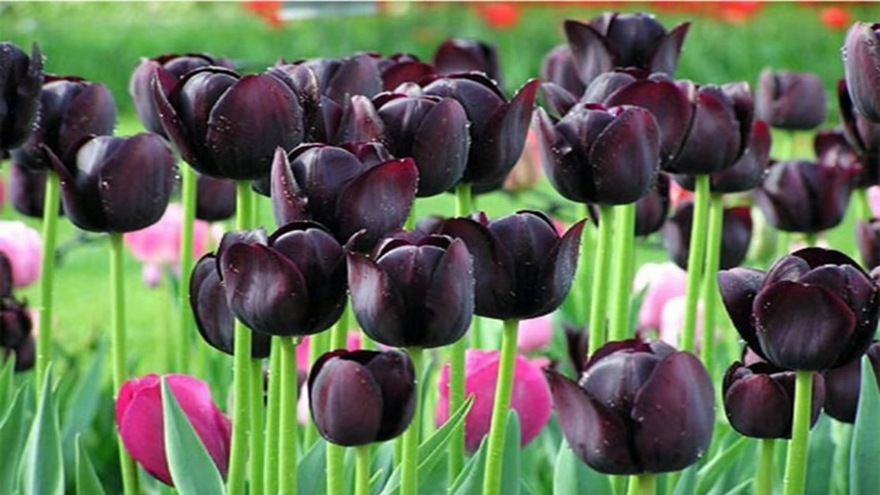 Tulips (PP720p)