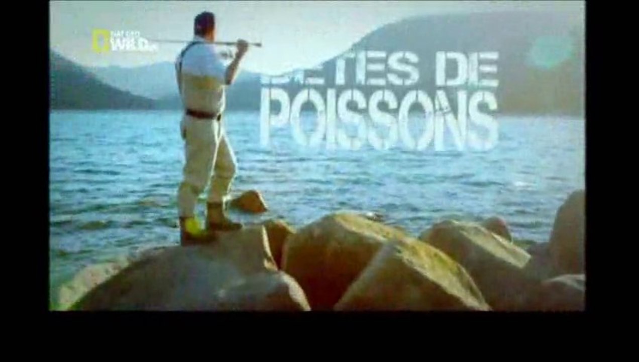 Bêtes de poissons [ Le poisson-chat géant ]