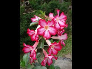 SALMOS CAP 33  - A BIBLIA NA LINGUAGEM DE