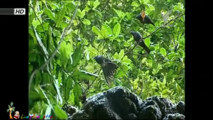 โลก 360 องศา - เกาะคริสต์มาส 25Oct13