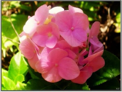 SALMOS CAP 63 - A BIBLIA NA LINGUAGEM DE HOJE