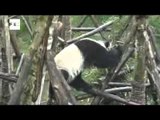 Yao Ming acompaña a seis pandas gigantes a su hábitat