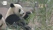 França recebe casal de pandas gigantes da China durante uma década.