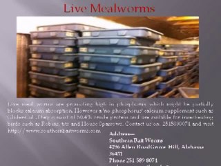 Live MealWorms