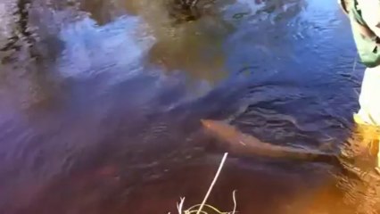 Speyfly.co.uk Presents Salmon & Trout Fishing Packages in Scotland