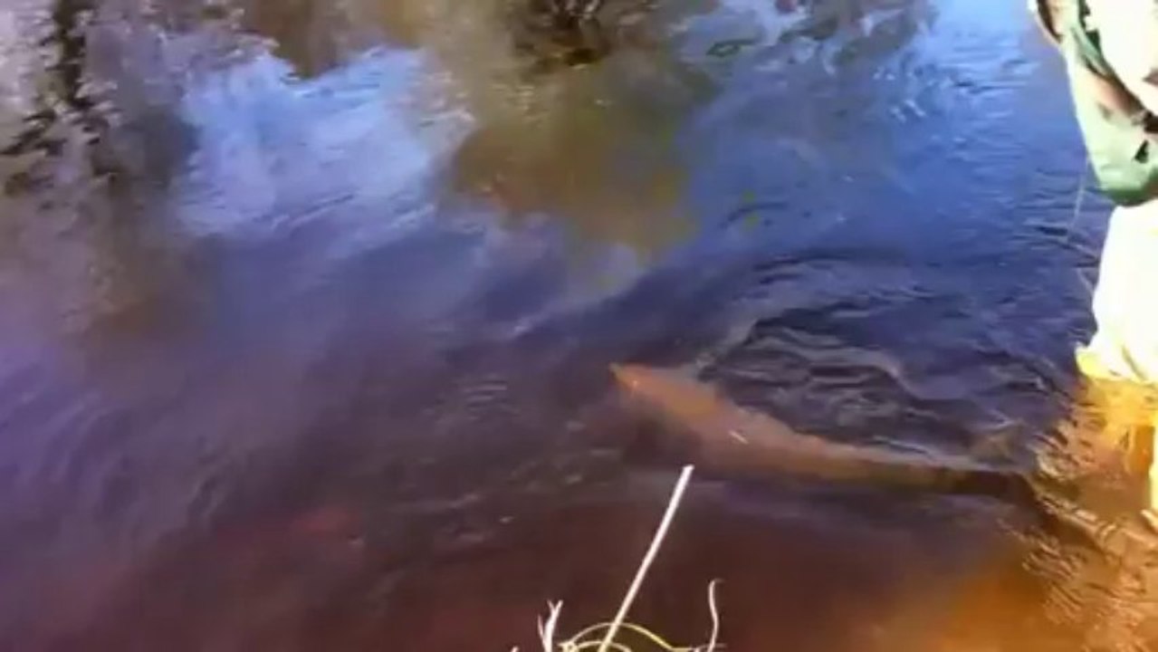 Speyfly.co.uk Presents Salmon & Trout Fishing Packages in Scotland