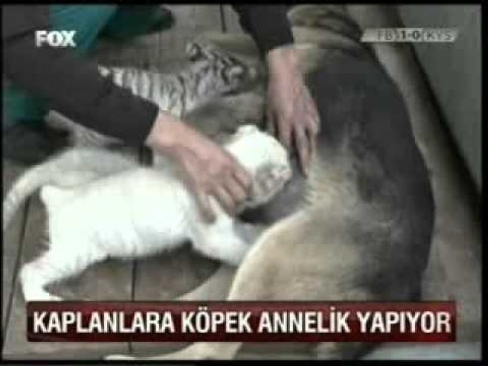 Bebekler İçin Mama Tarifi Ebru Şallı'dan-Bebeklere Mama Tarifleri