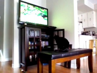 Cat Fascinated By Internet Bird Videos