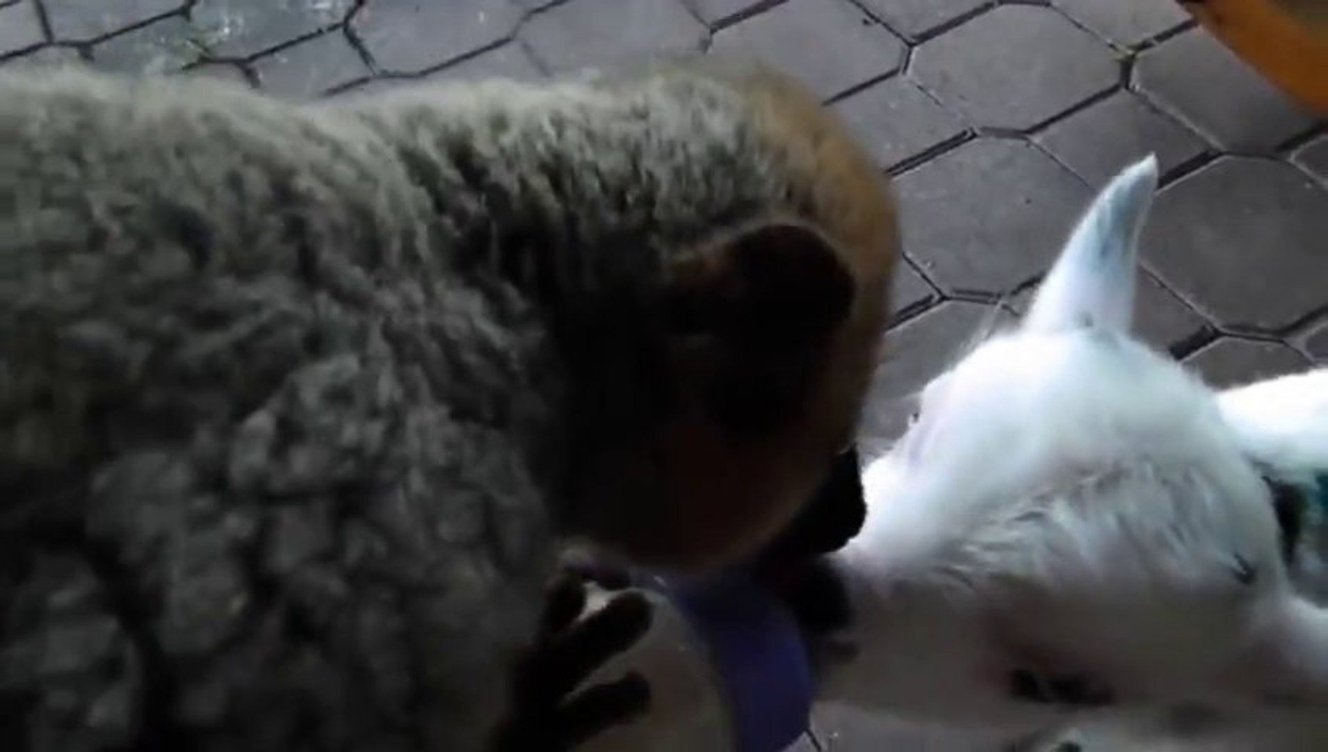 Baby goat VS baby Lemur... So cute... Fight for the milk bottle.