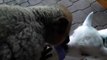 Baby goat VS baby Lemur... So cute... Fight for the milk bottle.