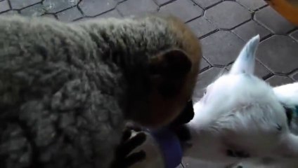 Baby goat VS baby Lemur... So cute... Fight for the milk bottle.