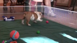 Castlewood Bulldogs Puppies for Sale