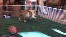 Castlewood Bulldogs Puppies for Sale