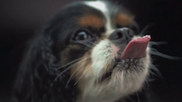 Des chiens en slow motion. Trop mignon!