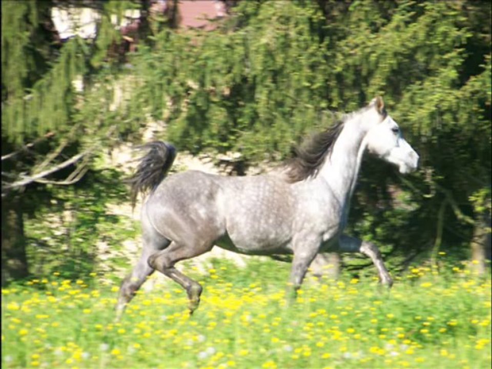 vidéo tycham présentation