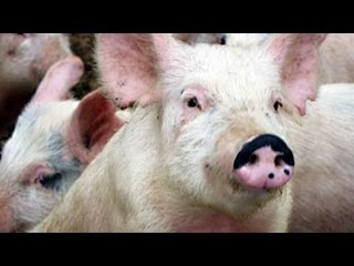 Swine virus could spread in strong Oklahoma winds
