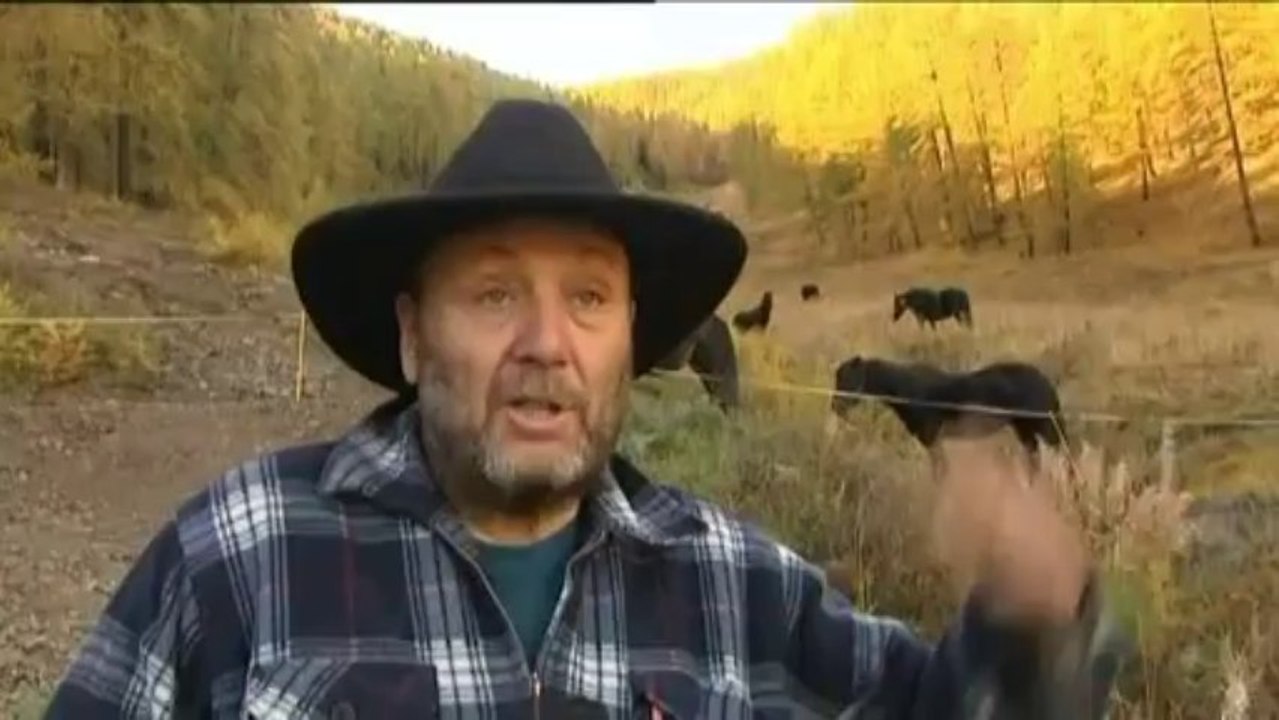 Un troupeau de chevaux attaqué par des loups dans les Alpes-Maritimes