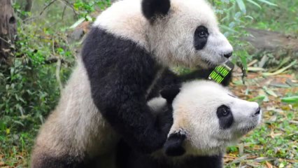 Wolf Howls his pack - Jose Cuervo #PARTYANIMALS