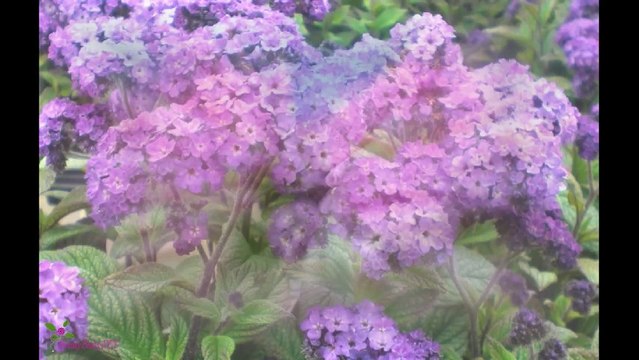 BVLGARI Omnia Amethyste ტუალეტის წყალი სპრეი