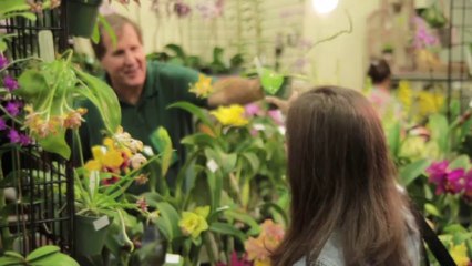 As viciantes Orquídeas