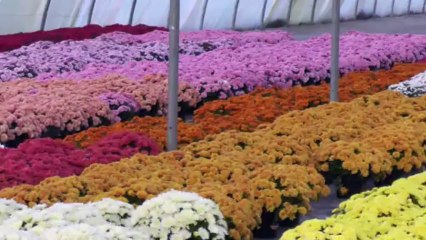 LES CHRYSANTHEMES A CHAMBLY