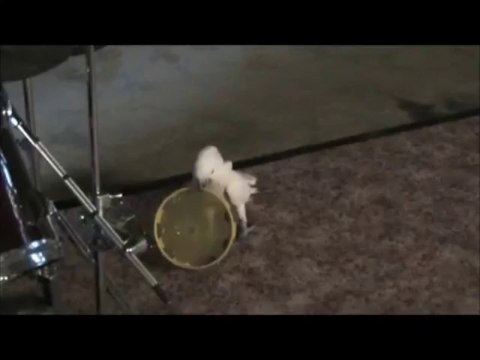 Cockatoo Jams to Song with Tambourine