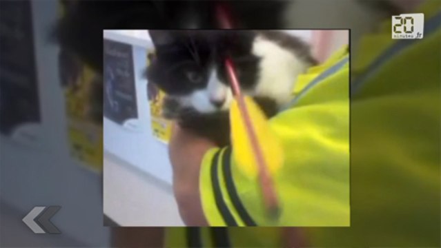 Un chaton touché par un carreau en pleine tête.