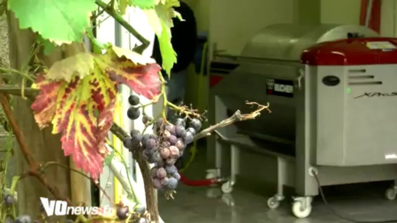 Sannois fait ses vendanges