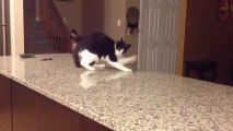 Clumsy Cats Compilation. The cutest but mot ridiculous kittens ever!