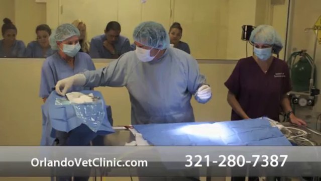 Welcome to Institute of Technical Arts Veterinary Clinic