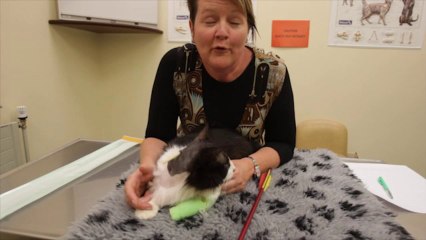 Moo Moo le chat avec une flèche empalé dans la tête