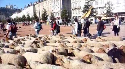 Transhumance urbaine - 24 octobre 2013 à Lyon