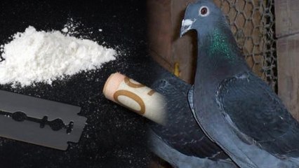 Racing Pigeons Embroiled in Shameful Doping Scandal