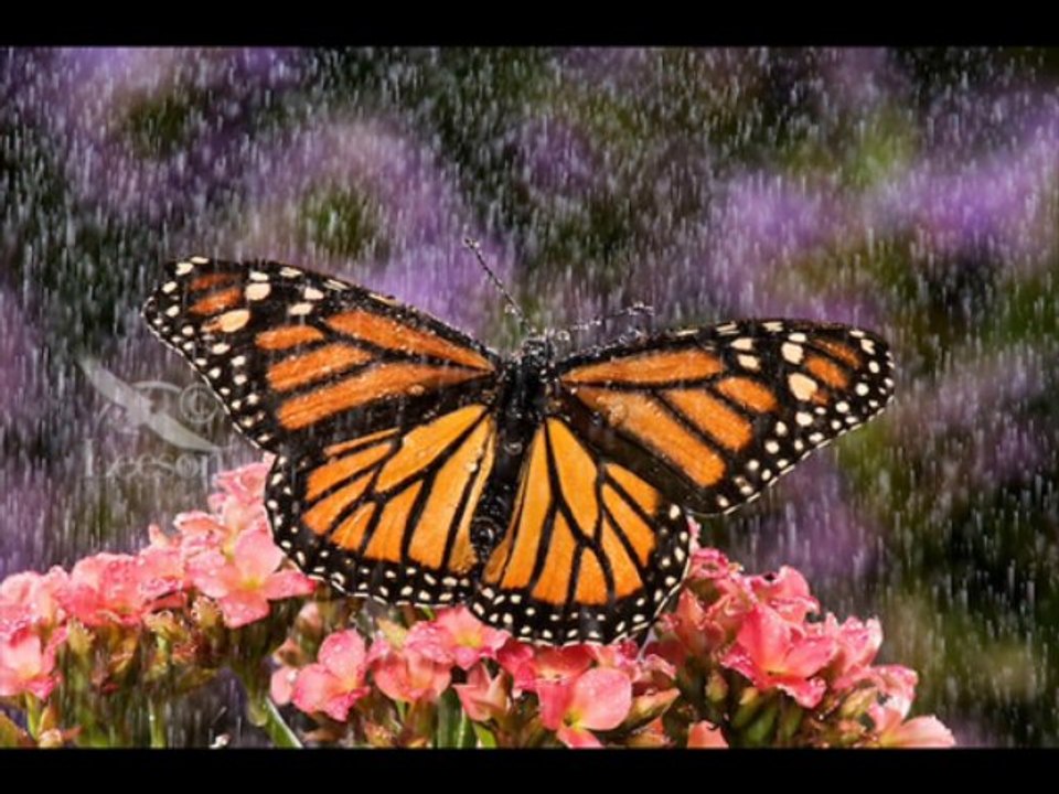 Butterflies In The Rain-Bob Causer