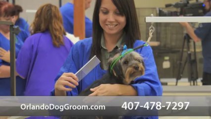 Welcome to Institute of Technical Arts Pet Grooming