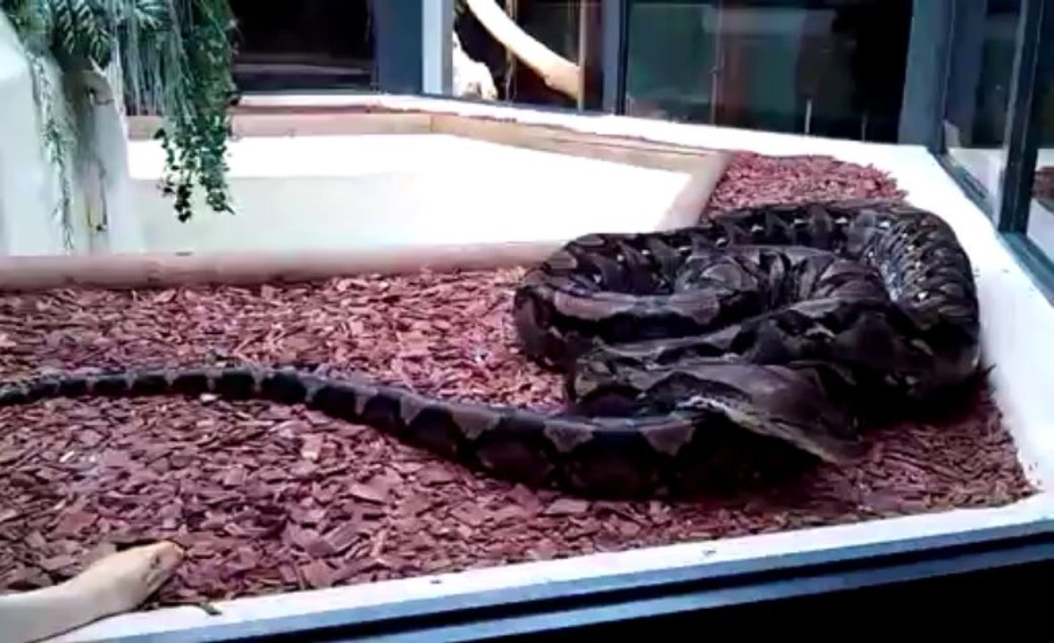 serpent "sylvia"