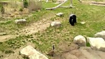 Gorilla Scared Of Canadian Goose