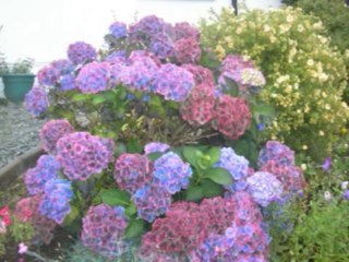 SALMOS CAP 71  - A BIBLIA NA LINGUAGEM DE HOJE