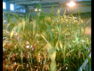 SALMOS CAP 77  - A BIBLIA NA LINGUAGEM DE HOJE