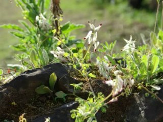 SALMOS CAP 86  - A BIBLIA NA LINGUAGEM DE HOJE