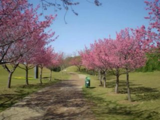 SALMOS CAP 92  - A BIBLIA NA LINGUAGEM DE HOJE