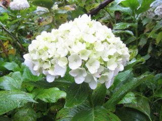 SALMOS CAP 99  - A BIBLIA NA LINGUAGEM DE HOJE