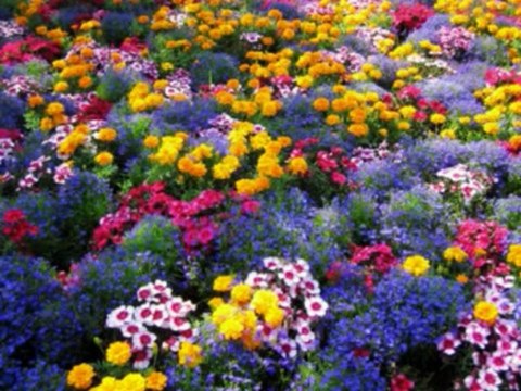 SALMOS CAP 101 - A BIBLIA NA LINGUAGEM DE HOJE