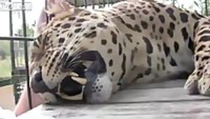 Leopard "purrs" when being pet
