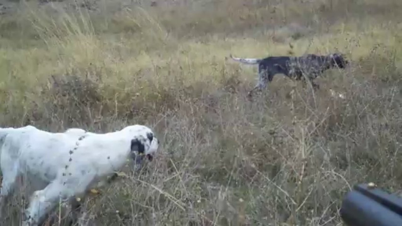 Setter.. KORSAN & LENA