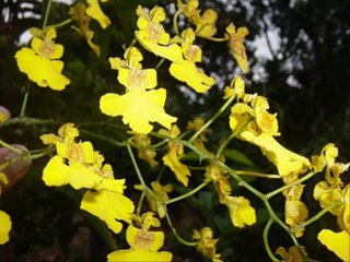 SALMOS CAP 126  - A BIBLIA NA LINGUAGEM DE HOJE